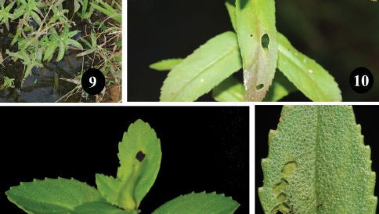 Cây dược liệu cây Rau ngổ lá đối, Ngổ ăn, Om bò - Limnophila repens (Benth) Benth