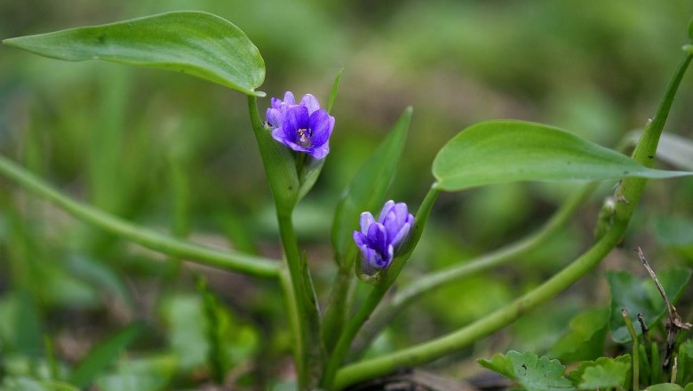 Cây dược liệu cây Rau mát, Rau mát bao, cây Cùi dìa - Monochoria vaginalis (Burm f) Presl ex Kunth (M.ovata Kunth, Pontederia vanalis Burm f)
