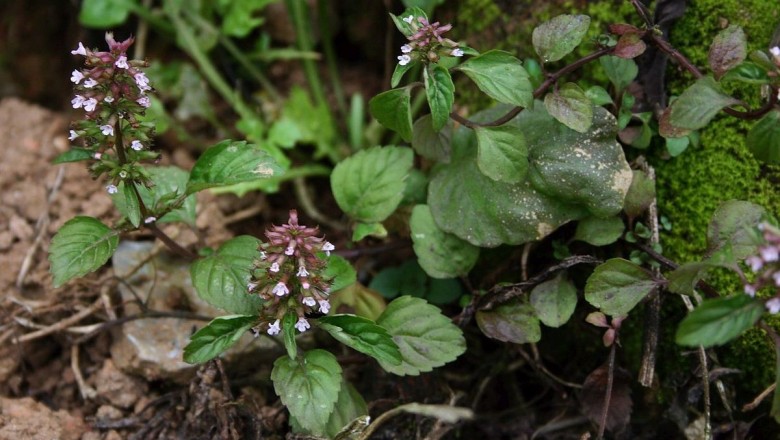 Cây dược liệu cây Rau phong luân nhỏ, Nạ tấu, Sơn hùng - Clinopolium gracile (Benth) Matsum (Calamintha graclis Benth) 
