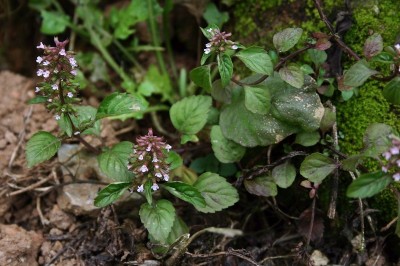 Cây dược liệu cây Rau phong luân nhỏ, Nạ tấu, Sơn hùng - Clinopolium gracile (Benth) Matsum (Calamintha graclis Benth) 