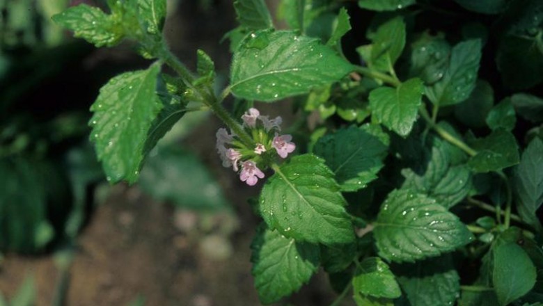 Cây dược liệu cây Rau phong luân - Clinopodium chinense (Benth) O. Kize (Calamintha clinopodium Benth)
