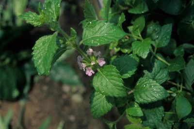 Cây dược liệu cây Rau phong luân - Clinopodium chinense (Benth) O. Kize (Calamintha clinopodium Benth)