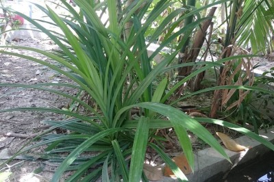 Cây dược liệu cây Dứa thơm - Pandanus amaryllifolius Roxb. (P. odorus Ridl.)