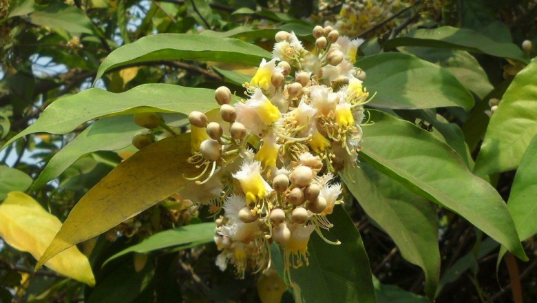 Cây dược liệu cây Dùi đục, Trường nát - Hiptage benghalensis (L.) Kurz (H. madablota Gaertn.)