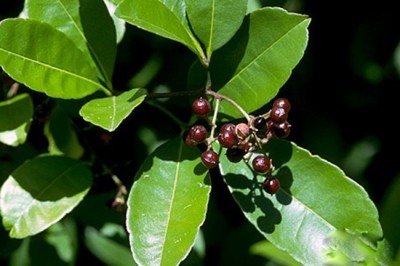 Cây dược liệu cây Ðắng cay ba lá, Hoàng mộc phi - Zanthoxylum evodiaefolium Guill