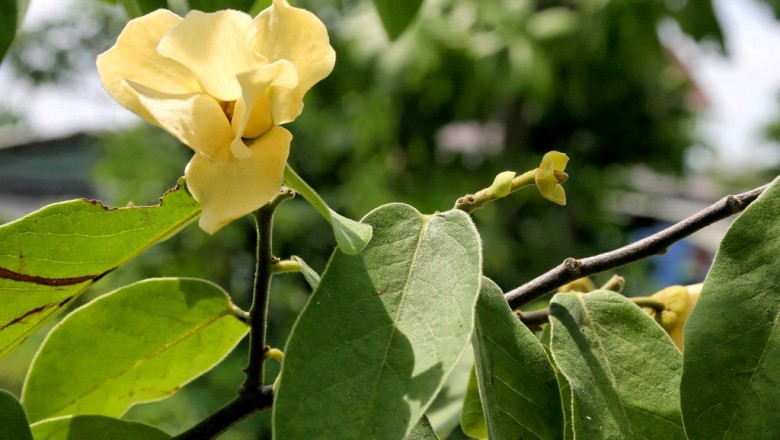 Cây dược liệu cây Dũ dẻ trâu - Anomianthus dulcis (Dunal) Sinclair (Uvaria dulcis Dunal)