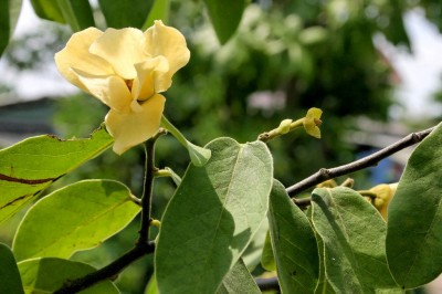 Cây dược liệu cây Dũ dẻ trâu - Anomianthus dulcis (Dunal) Sinclair (Uvaria dulcis Dunal)