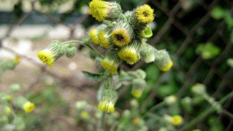 Cây dược liệu cây Ðại bi lá lượn - Blumea laciniata (Wall ex. Roxb.) DG