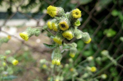 Cây dược liệu cây Ðại bi lá lượn - Blumea laciniata (Wall ex. Roxb.) DG