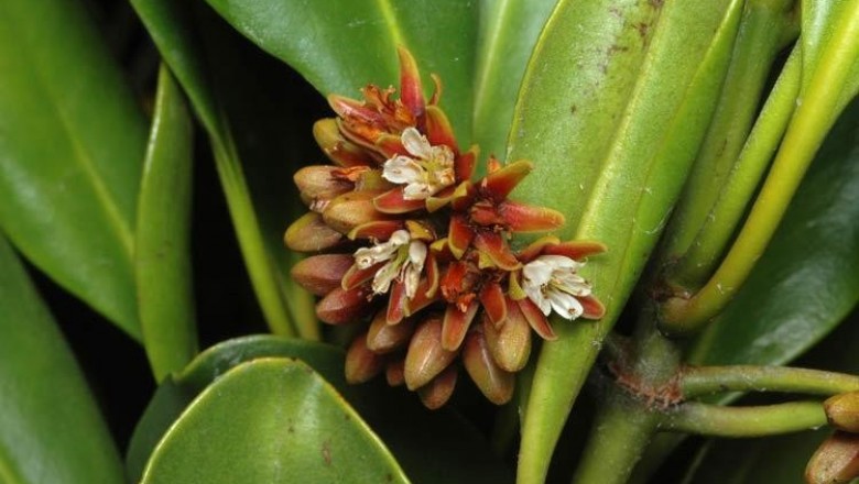 Cây dược liệu cây Dà, Dà đỏ, Dà vôi, Nét - Ceriops tagal (Perr.) C. B. Rob