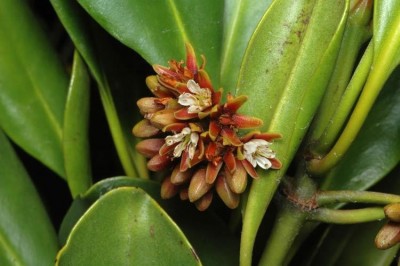 Cây dược liệu cây Dà, Dà đỏ, Dà vôi, Nét - Ceriops tagal (Perr.) C. B. Rob