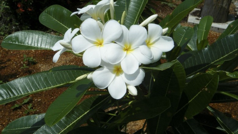 Cây dược liệu cây Ðại trắng, Ðại hoa trắng - Plumeria alba L