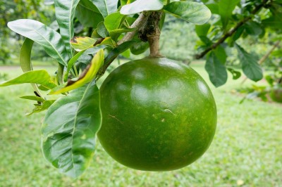 Cây dược liệu cây Ðào tiên - Crescentia cujete L