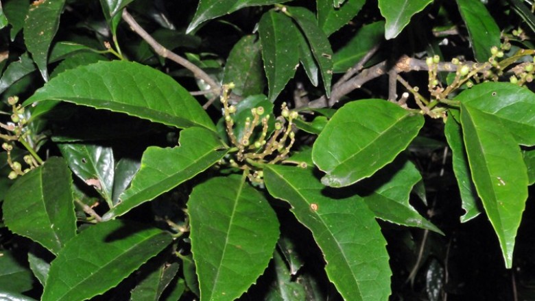 Cây dược liệu cây Dung đen, Nhóc - Symplocos glomerata King ex Clarke subsp. congesta (Benth.) Noot. var. poilanei (Guill.) Noot. (S. poilanei Guill.)