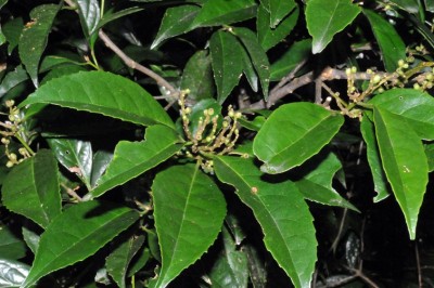 Cây dược liệu cây Dung đen, Nhóc - Symplocos glomerata King ex Clarke subsp. congesta (Benth.) Noot. var. poilanei (Guill.) Noot. (S. poilanei Guill.)