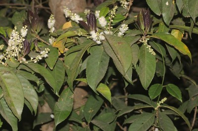 Cây dược liệu cây Dung đất, Du ta, Hàm ếch, Luột - Symplocos racemosa Roxb