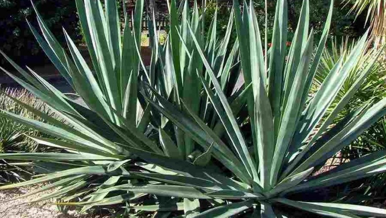 Cây dược liệu cây Dứa sợi - Agave sisalana Perrine