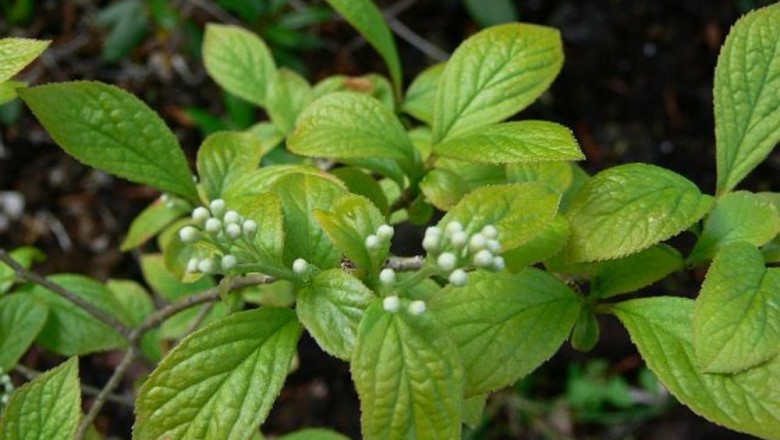 Cây dược liệu cây Dung hoa chuỳ - Symplocos paniculata (Thunb.) Miq