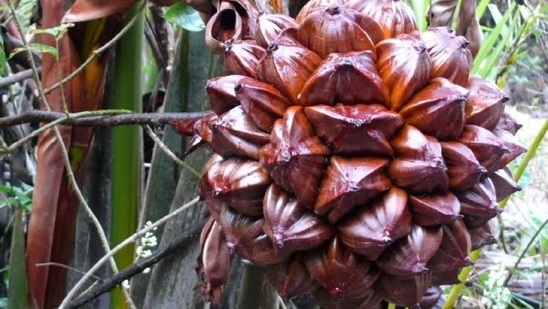 Cây dược liệu cây Dừa nước, Dừa lá - Nypa fruticans Wurmb