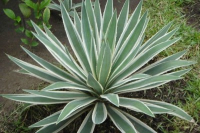 Cây dược liệu cây Dứa Mỹ lá nhỏ - Agave angustifolia Haw