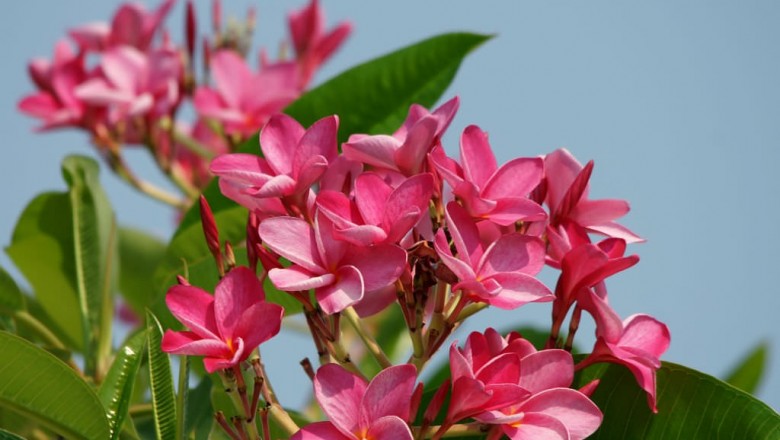 Cây dược liệu cây Ðại hoa đỏ - Plumeria rubra L