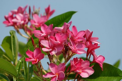 Cây dược liệu cây Ðại hoa đỏ - Plumeria rubra L