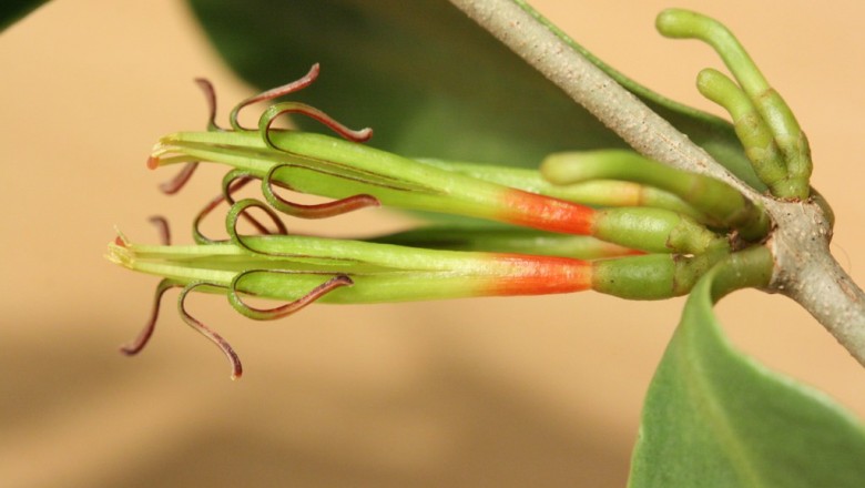 Cây dược liệu cây Ðại quản hoa ba màu, Chùm gởi bò, Ðại cán ba màu - Macrosolen tricolor (Lee.) Danser (Elytranthe tricolor.)