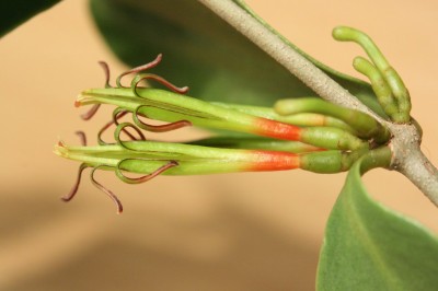 Cây dược liệu cây Ðại quản hoa ba màu, Chùm gởi bò, Ðại cán ba màu - Macrosolen tricolor (Lee.) Danser (Elytranthe tricolor.)