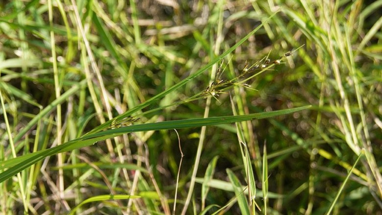 Cây dược liệu cây Đưng láng, Cương láng, Cói ba gân quả lông - Scleria laevis Retz