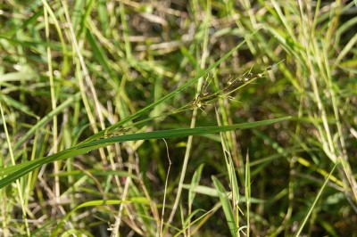 Cây dược liệu cây Đưng láng, Cương láng, Cói ba gân quả lông - Scleria laevis Retz