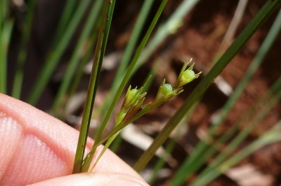 Cây dược liệu cây Đưng hạt cứng, Cương trái đá - Scleria lithosperma (L.) Sw