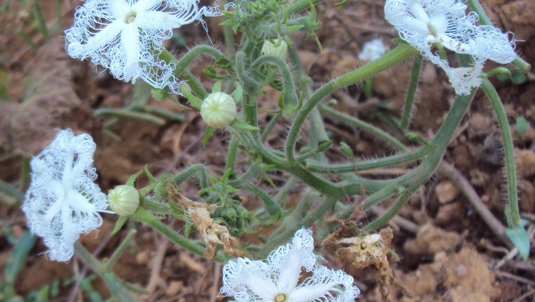 Cây dược liệu cây Dưa núi, Bát bát trâu - Trichosanthes cucumerina L