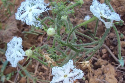 Cây dược liệu cây Dưa núi, Bát bát trâu - Trichosanthes cucumerina L