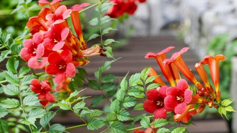 Cây dược liệu cây Ðăng tiêu châu Mỹ - Campsis radicans (L.,) Seem