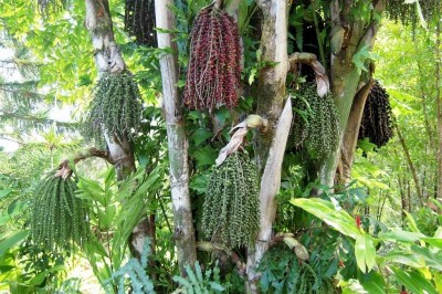 Cây dược liệu cây Đùng đình - Caryota mitis Lour