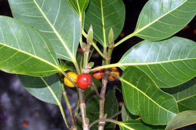Cây dược liệu cây Ða cua - Ficus sumatrana Miq. var. subsumatrana (Gagnep.) Corn