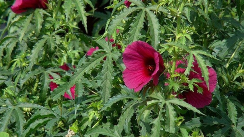 Cây dược liệu cây Kê náp - Hibiscus cannabinus L