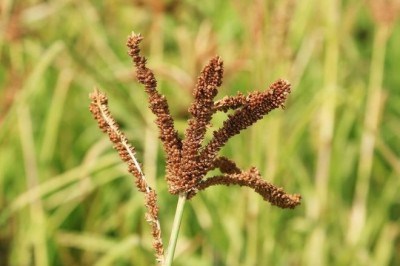 Cây dược liệu cây Kê chân vịt - Eleusine coracana (L.) Gaertn