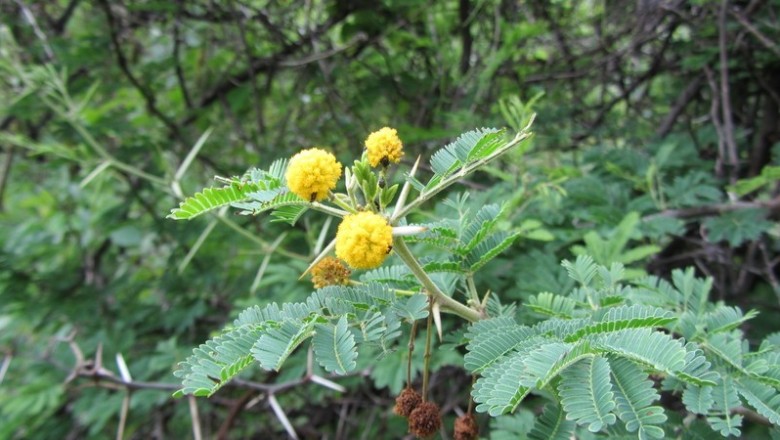 Cây dược liệu cây Keo Ả  rập - Acacia nilotica (L.) Willd. ex Del. (A. arabica (Lam.) Willd.)