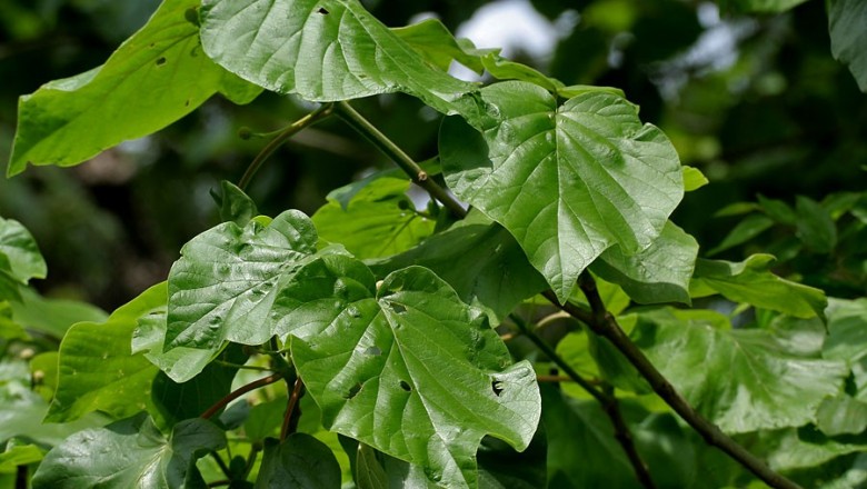 Cây dược liệu cây Gáo tròn - Haldina cordifolia (Roxb.) Ridsd, (Adina cordifolia (Roxb.) Benth et Hook. f. Nauclea cordifolia Roxb.)