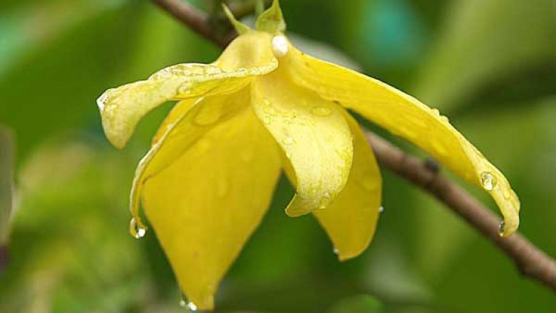 Cây dược liệu cây Giẻ có cuống, Nối côi, Thau á mai - Desmos pedunculosus (A. DC.) Ban