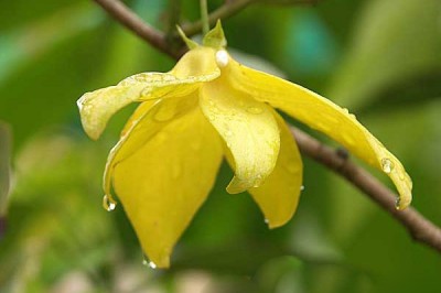 Cây dược liệu cây Giẻ có cuống, Nối côi, Thau á mai - Desmos pedunculosus (A. DC.) Ban