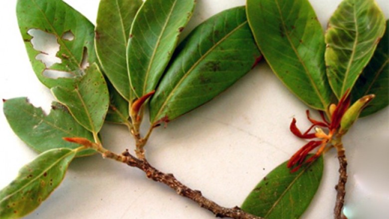 Cây dược liệu cây Giổi nhung, Giổi lông hung, Sứ Braian - Paramichelia braiannesis (Gagnep.) Dandy (Michelia braianensis Gagnep.)