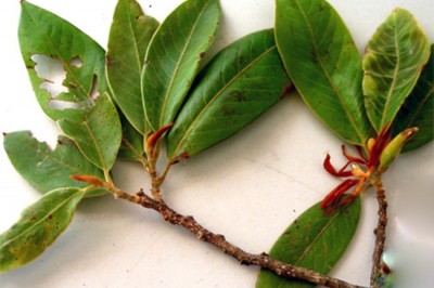 Cây dược liệu cây Giổi nhung, Giổi lông hung, Sứ Braian - Paramichelia braiannesis (Gagnep.) Dandy (Michelia braianensis Gagnep.)