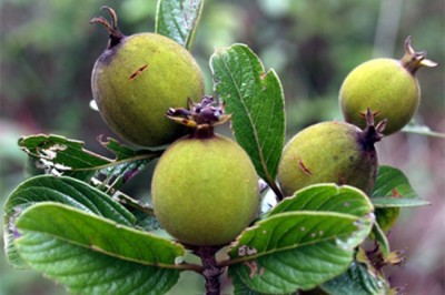 Cây dược liệu cây Găng trắng, Găng bọt, Găng nhung - Catunaregam tomentosa (Blunne ex DC.) Tirving (Randia dasycarpa (Kurz) Bakh f. R tomentosa Blume)