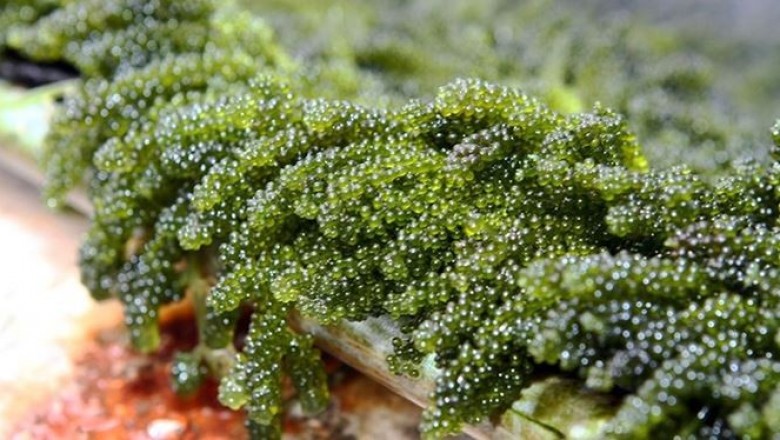 Chất kích thích tự nhiên 'kích' cây trồng lớn nhanh, khỏe mạnh