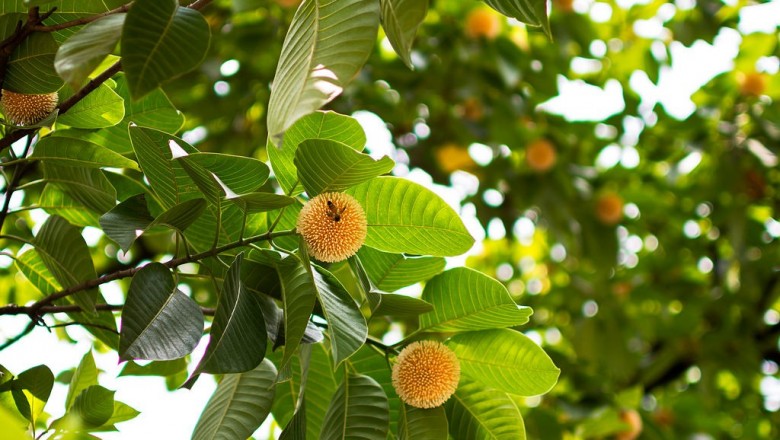 Cây dược liệu cây Gáo, Gáo trắng, Cà tôm, Phay vì - Anthocephalus cadamba (Roxb.) Miq (A. indicus A. Rich., Nauclea calamba Roxb.)