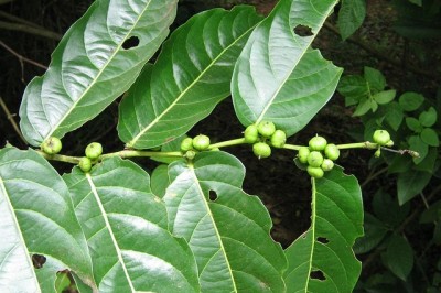 Cây dược liệu cây Ghẻ, Bòn bọt - Glochidion obliquum Decne.)