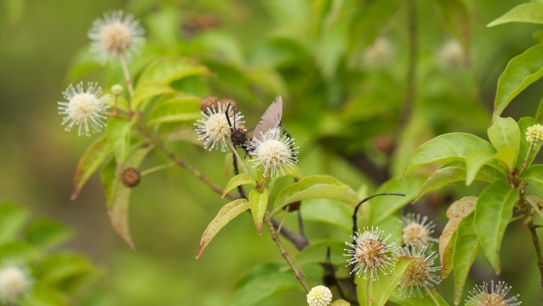 Cây dược liệu cây Gáo viên, Thủ viên - Adina pilulifera (Lam) Frach ex Drake (A. globifera var. tonkinensis Pit.)