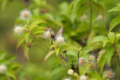 Cây dược liệu cây Gáo viên, Thủ viên - Adina pilulifera (Lam) Frach ex Drake (A. globifera var. tonkinensis Pit.)